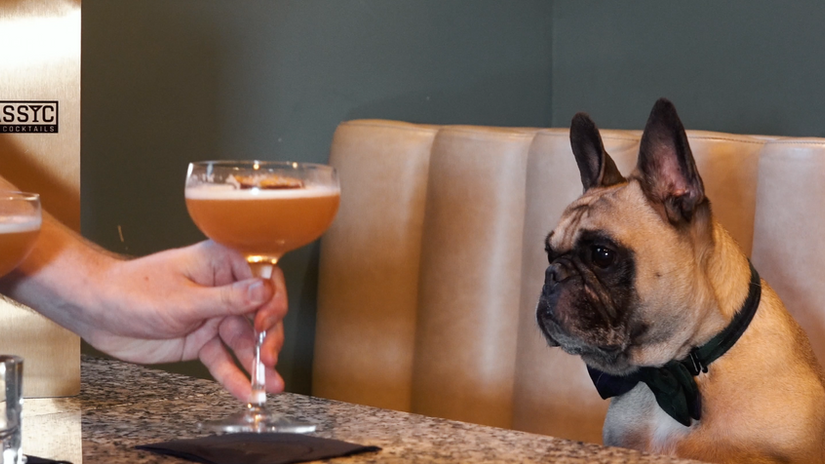 Dog Friendly Coffee & Cocktail Bar Promo